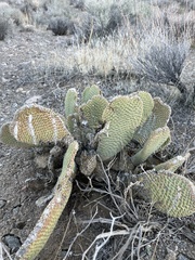 Opuntia basilaris