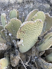 Opuntia basilaris