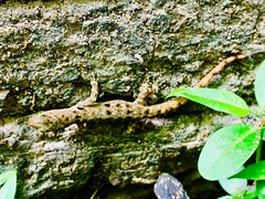 Gonatodes albogularis fuscus