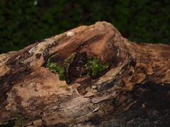 Kurixalus berylliniris