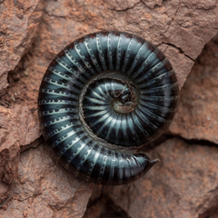 Ommatoiulus sabulosus aimatopodus