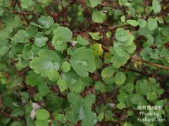 Spiraea blumei