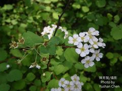 Spiraea blumei