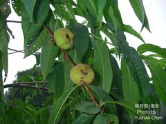 Prunus persica compressa