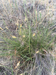Carex filifolia
