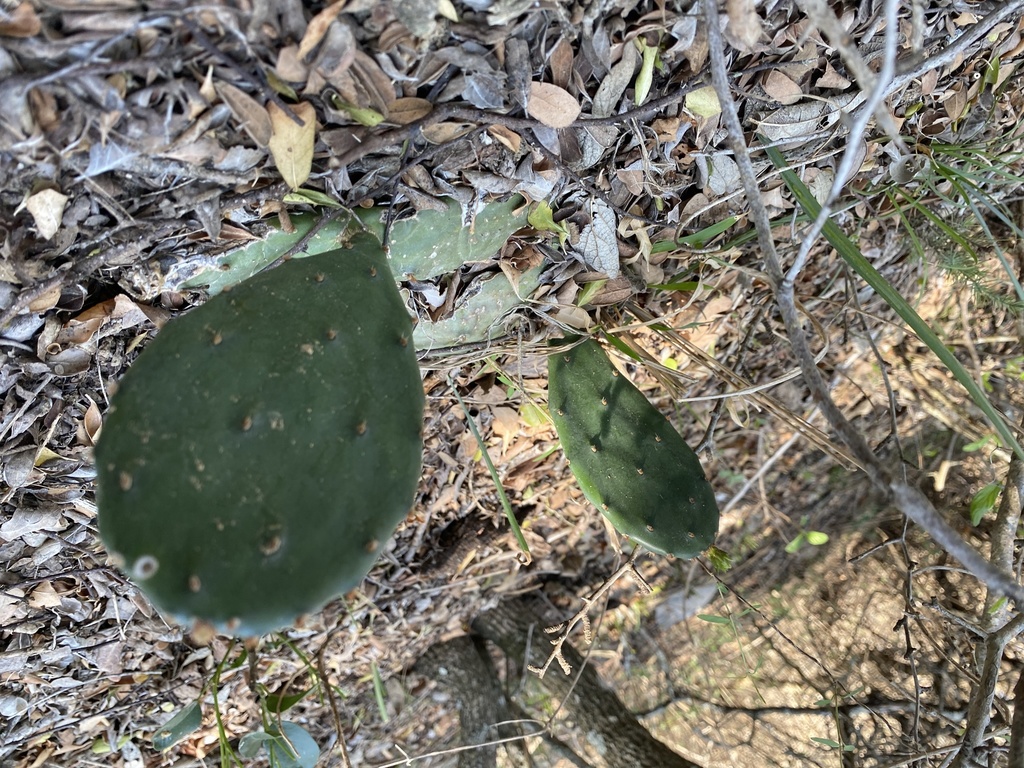 texas-pricklypear-from-north-central-san-antonio-tx-us-on-april-01