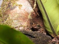 Kurixalus berylliniris