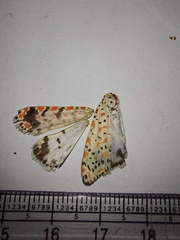 Utetheisa lotrix