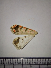 Utetheisa lotrix