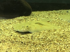 Hippoglossus hippoglossus