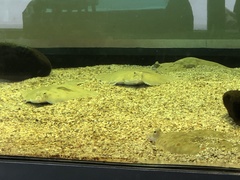 Hippoglossus hippoglossus