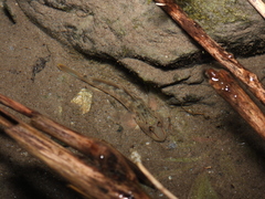 Rhinogobius candidianus