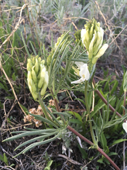 Astragalus pectinatus