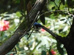 Ficedula superciliaris