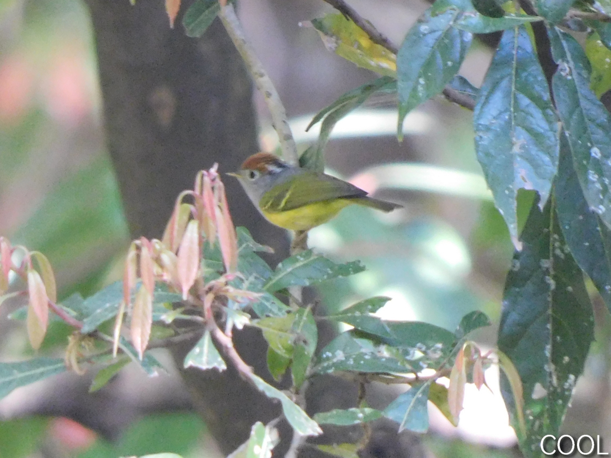 Chestnut-crowned Warbler (Phylloscopus castaniceps)