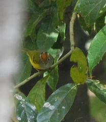 Phylloscopus castaniceps