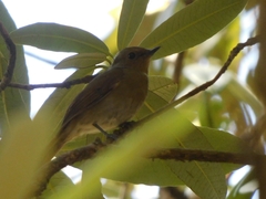 Niltava macgrigoriae