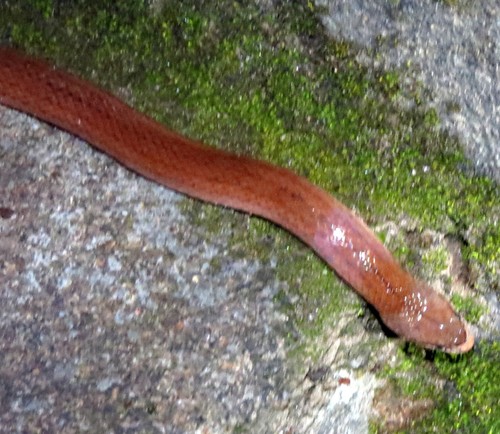 Striped Brook Snake, Pseudoxyrhopus quinquelineatus