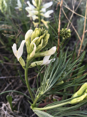 Astragalus pectinatus