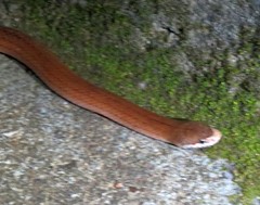 Striped Brook Snake photo 3