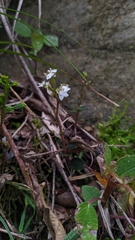 Odontochilus yakushimensis