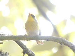 Abroscopus schisticeps