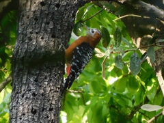 Dendrocopos hyperythrus