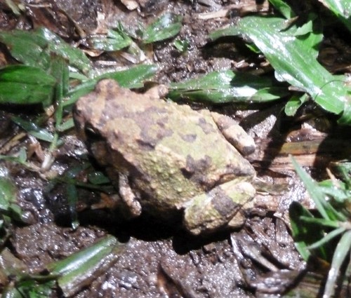 Marbled Rain Frog, Scaphiophryne marmorata