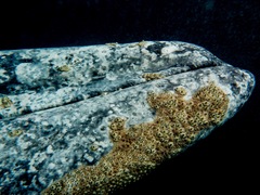 Cryptolepas rhachianecti