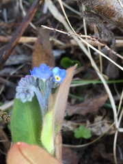 Myosotis decumbens