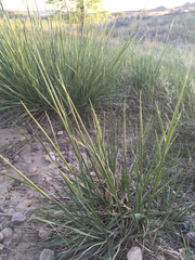 Psathyrostachys juncea