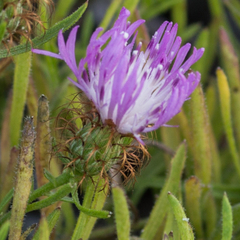Centaurea linifolia