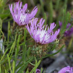 Centaurea linifolia