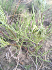 Astragalus pectinatus