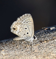 Hemiargus ceraunus filenus