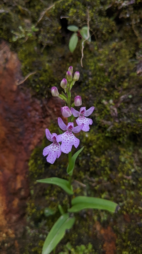 Hemipilia takasago-montana