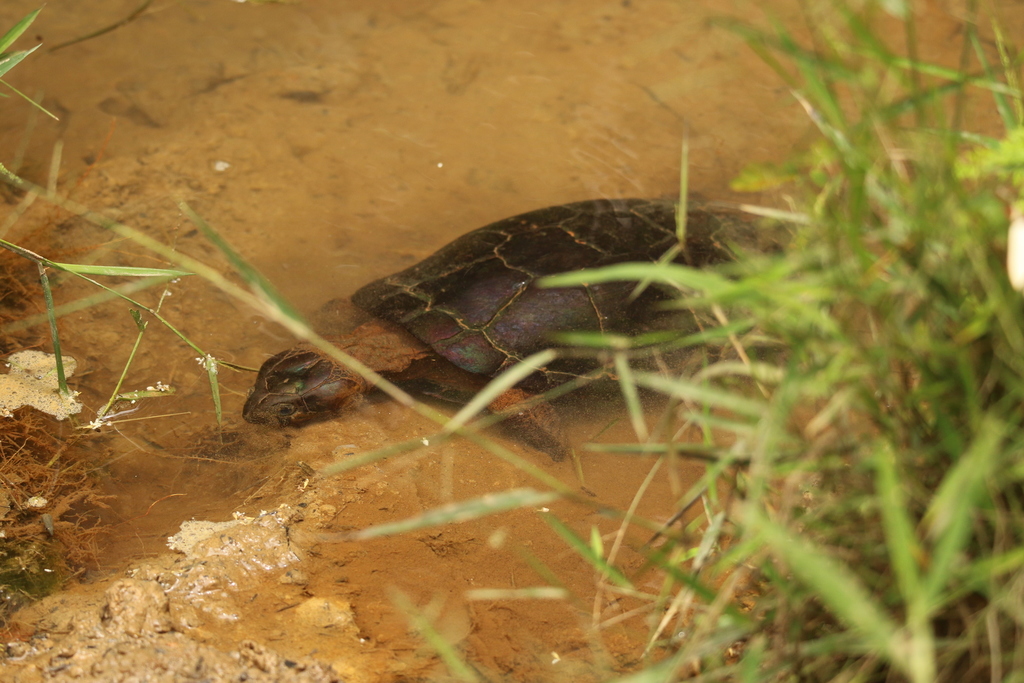 Hinged Terrapins In February 2022 By Bureaubenjamin · Inaturalist