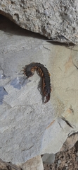 Scolopendra cingulata