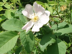 Rosa marginata