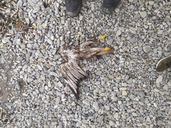 Buteo buteo vulpinus