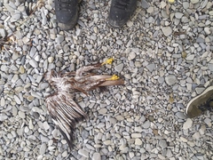 Buteo buteo vulpinus