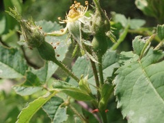 Rosa marginata