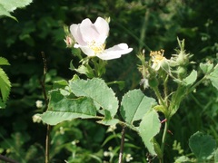 Rosa marginata