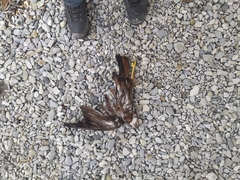 Buteo buteo vulpinus