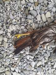 Buteo buteo vulpinus