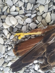 Buteo buteo vulpinus