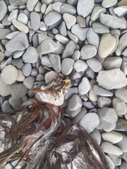 Buteo buteo vulpinus