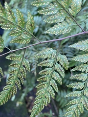 Davallia divaricata