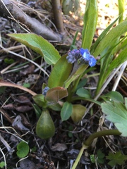 Myosotis decumbens