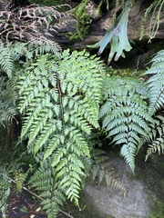 Davallia divaricata